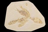 Wide Fossil Fish Mortality Plate - Wyoming #91573-5